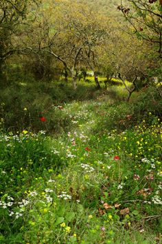 an open field with lots of flowers and trees