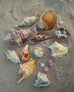 many different seashells are on the sand