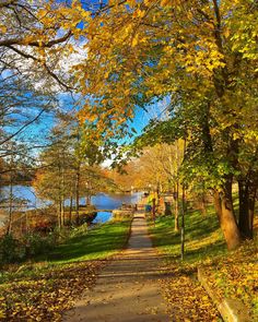 a path that is next to trees with leaves on the ground and water in the background