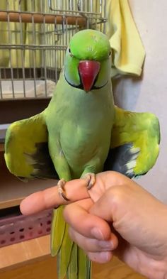 a green bird sitting on top of a person's hand next to a cage