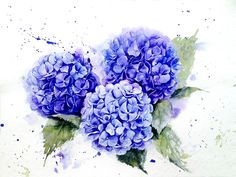 three blue hydrangeas with green leaves and watercolor splashes on white paper