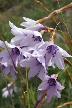 purple flowers are blooming in the grass