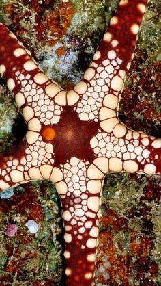 a brown and white starfish on some rocks