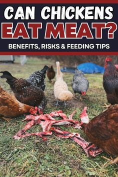 chickens eat meat on the ground with text that reads can chickens eat meat? benefits, risk & feeding tips