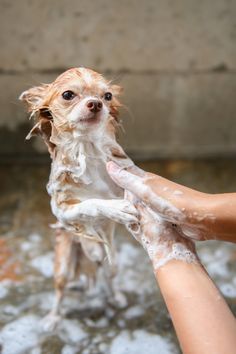 a small brown and white dog being washed in the water by someone's hand