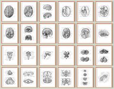 an image of the human brain and their functions in each section of the nervous system