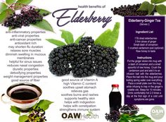 benefits of elderberry Elderberries Benefits, Rosemary Gladstar, Fruit Health Benefits, Turmeric Health Benefits