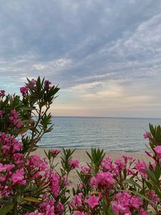 pink flowers are blooming on the beach by the water's edge, with an overcast sky in the background