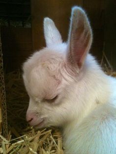 a small white rabbit sitting on top of hay