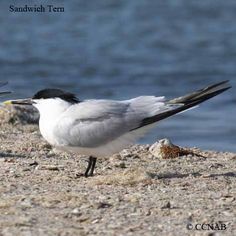 two black and white birds standing on the sand next to the water with their beaks open