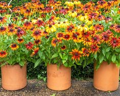 three large pots filled with different types of flowers