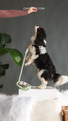 a black and white dog standing on its hind legs with a leash in it's mouth