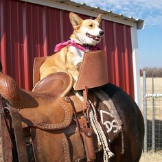 a dog sitting on the back of a saddled horse in front of a barn