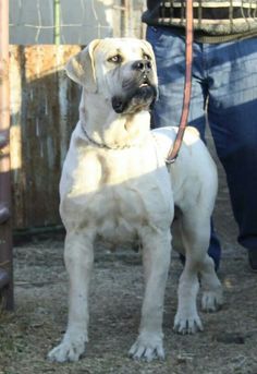 a large white dog standing on top of a dirt ground next to a person holding a leash