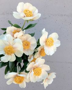 white and yellow flowers are in a vase on a table next to a gray wall