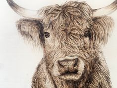 a drawing of a cow with very long horns