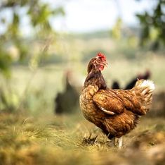 a group of chickens standing on top of a grass covered field with trees in the background