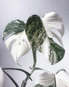 a plant with white and green leaves on it