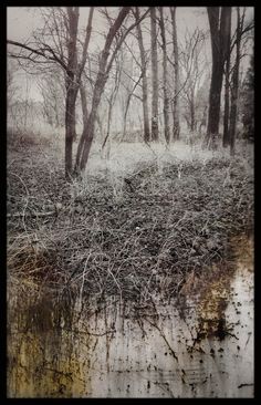 an old photo of trees and water in the middle of a field with snow on it