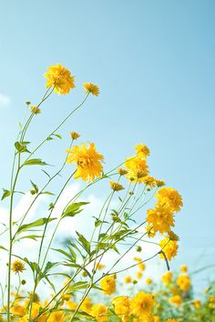 some yellow flowers are in the foreground against a blue sky