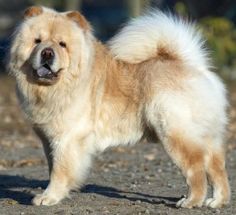 a brown and white dog standing on top of a dirt field