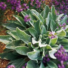 a close up of a plant with purple flowers in the background