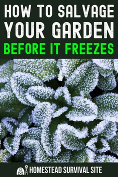 the title for how to salvage your garden before it freezes is shown in green and white