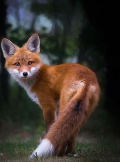 a red fox is standing in the grass