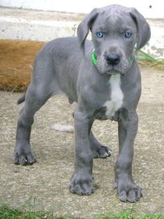 a gray dog standing on top of a cement ground next to a white wall and green grass