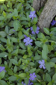 blue flowers growing on the ground next to a tree trunk and a yellow bird in the background