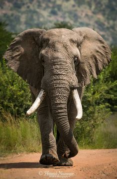 an elephant with tusks walking down the road