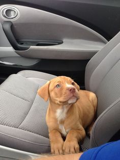 a brown and white dog sitting in the driver's seat of a car