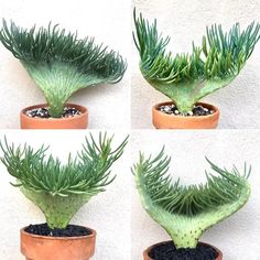 four different views of a green plant in a pot