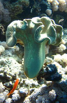 an orange fish swimming in the water near some corals and other marine life on the ocean floor