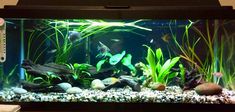 an aquarium filled with lots of green plants and rocks