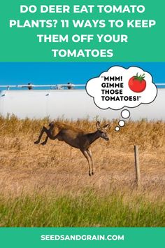 an antelope running in the grass with a thought bubble above it that says do deer eat tomato plants? ways to keep them off your tomatoes