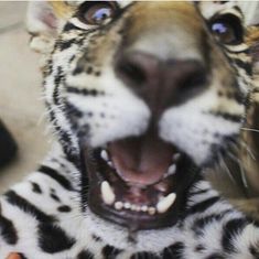 a close up of a tiger with its mouth open