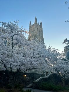 the cathedral is surrounded by blooming trees