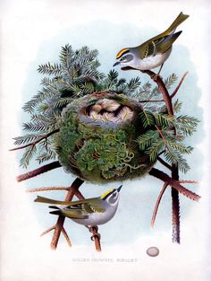 three birds sitting on top of a nest with two babies in the nest and another bird standing next to it