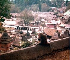 a monkey sitting on top of a cement wall