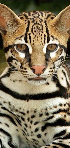 a close up of a cat with very large eyes and brown spots on it's face