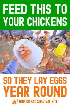 a person holding a bowl full of eggs with the words feed this to your chickens so they lay eggs year round