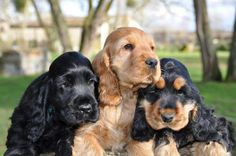 three black and brown puppies laying on top of each other