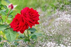 two red roses with green leaves and white flowers in the background