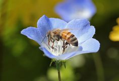 a bee sitting on top of a blue flower