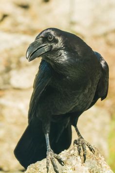 a black bird sitting on top of a rock