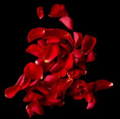 red petals are scattered on a black background