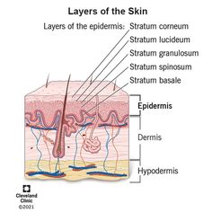 layers of the skin labeled in their major functions and structure, including stratum, stratum splenium, eplemis