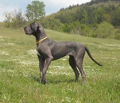 a large black dog standing on top of a lush green field