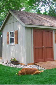 a dog laying in the grass next to a shed